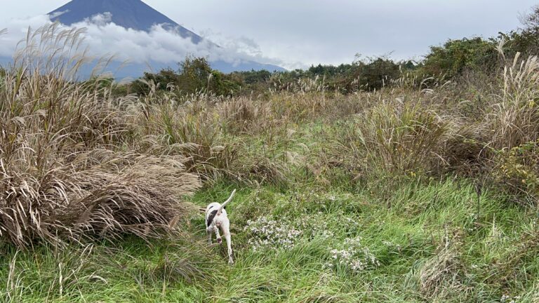 鳥猟犬とやる鳥猟が面白いのは「目の前で仕事をしてくれる」から。