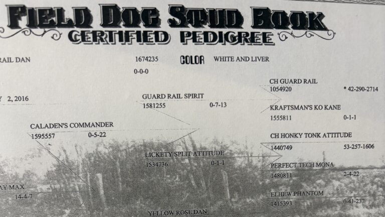 ショー系とフィールド系って何？結局どっちを選ぶべき？